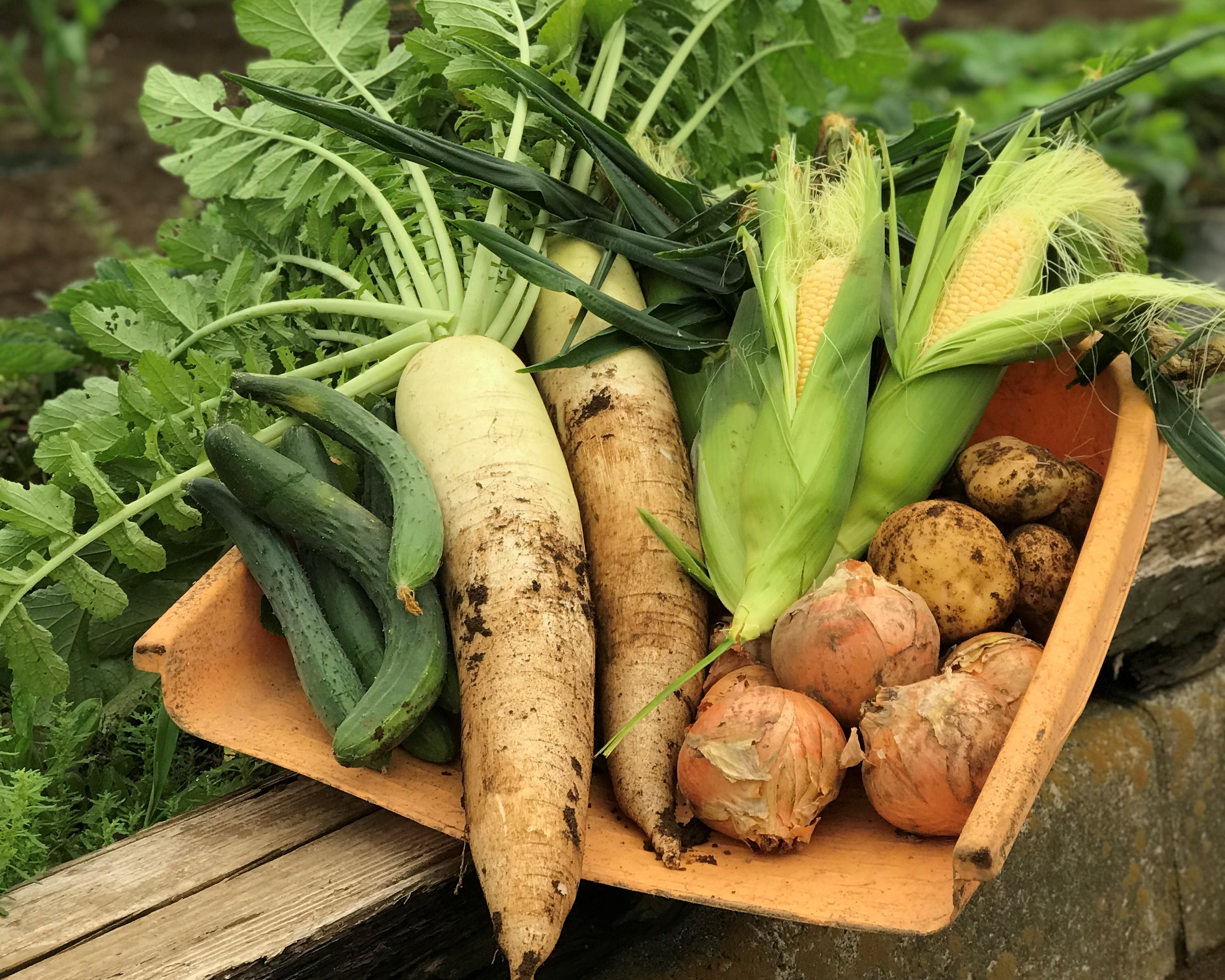 就労継続支援B型事業所のどかファーム