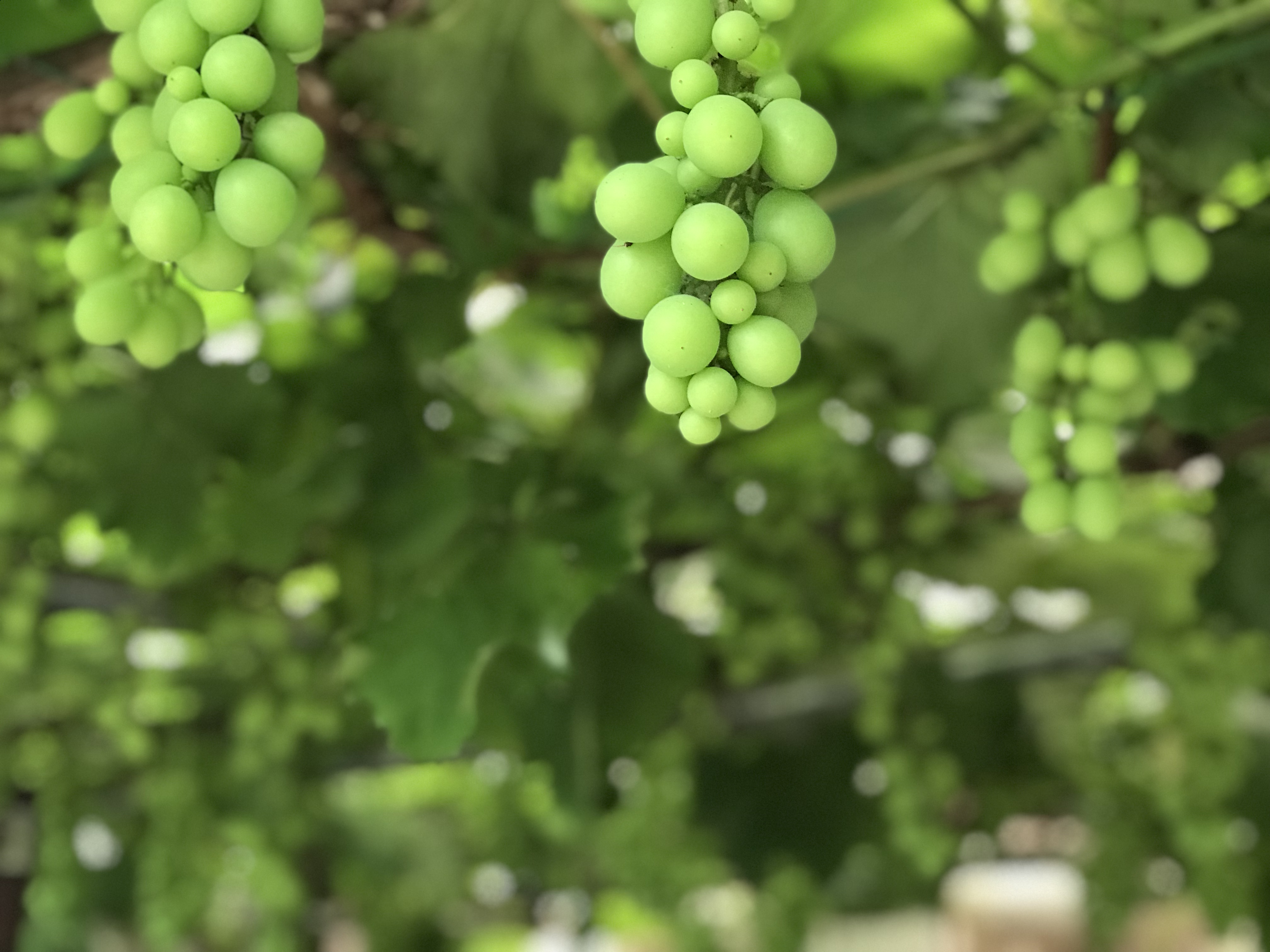 就労継続支援B型事業所のどかファーム