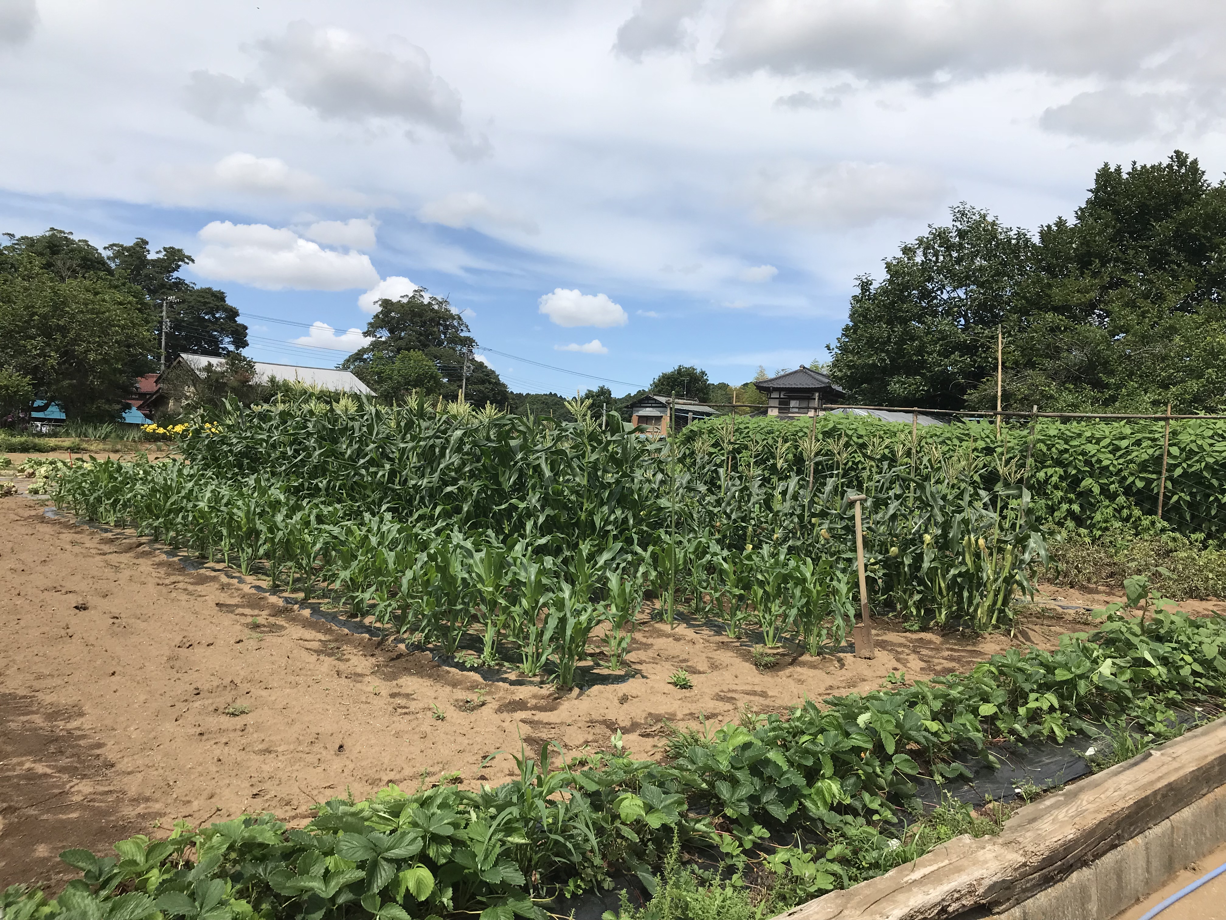 就労継続支援B型事業所のどかファーム