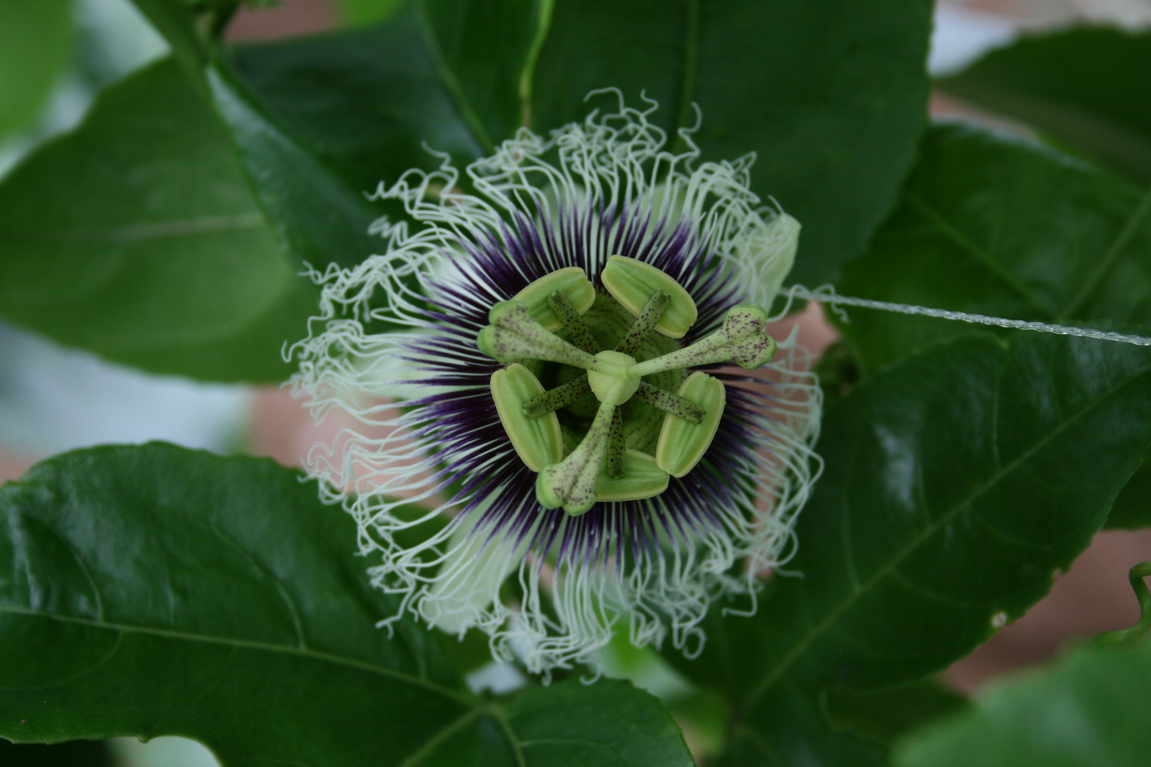 就労継続支援B型事業所のどかファーム