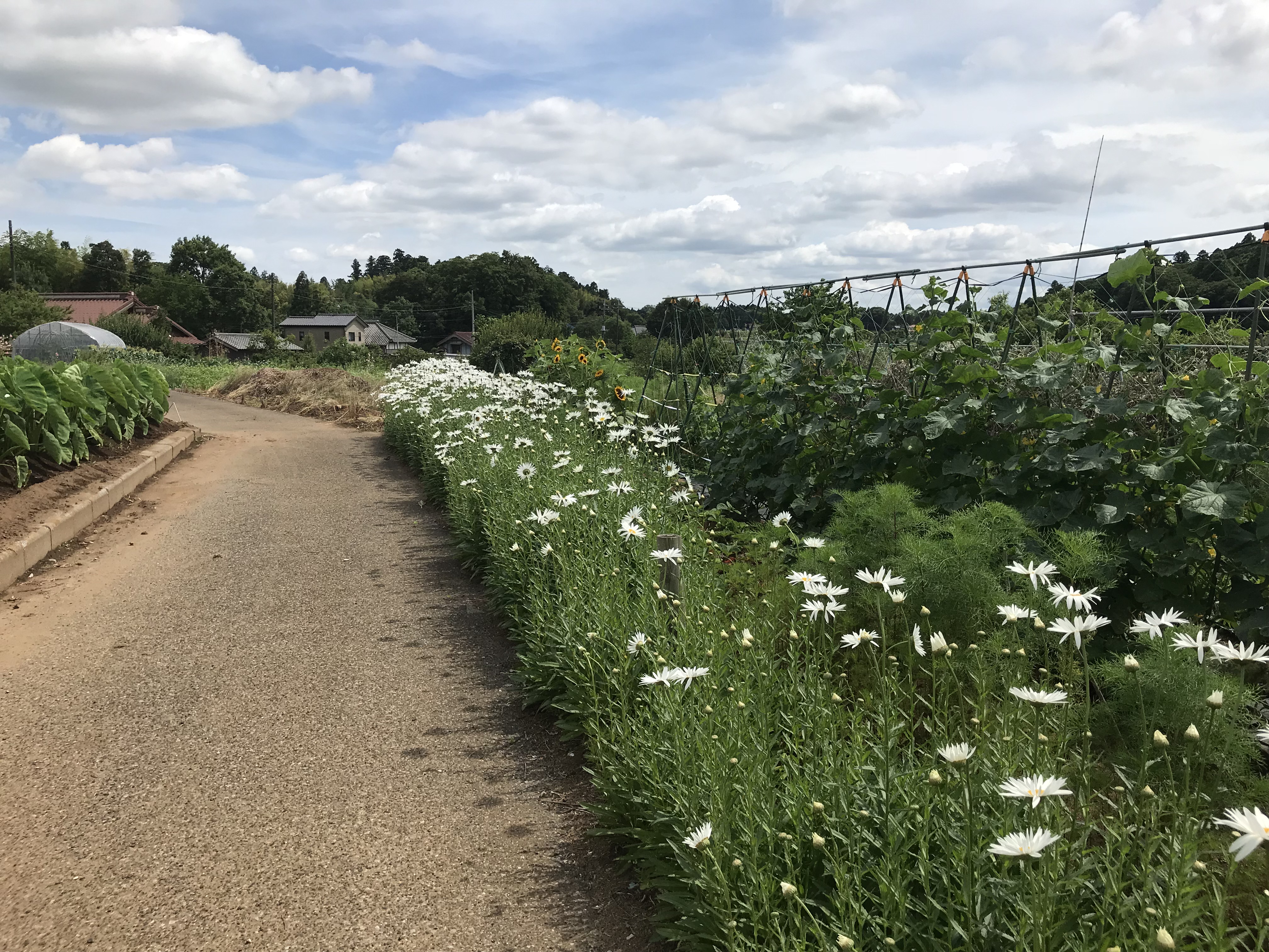 就労継続支援B型事業所のどかファーム
