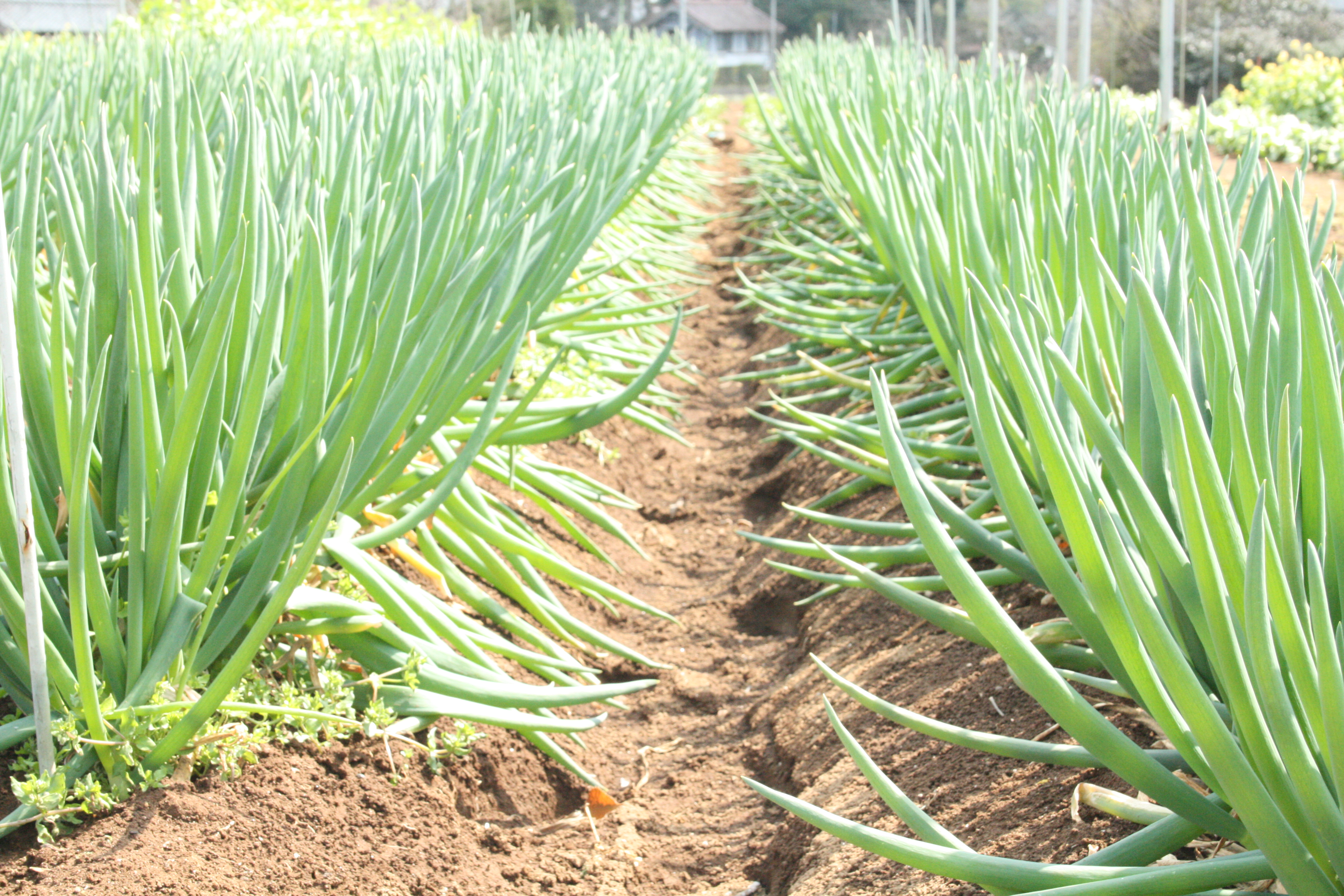 就労継続支援B型事業所のどかファーム