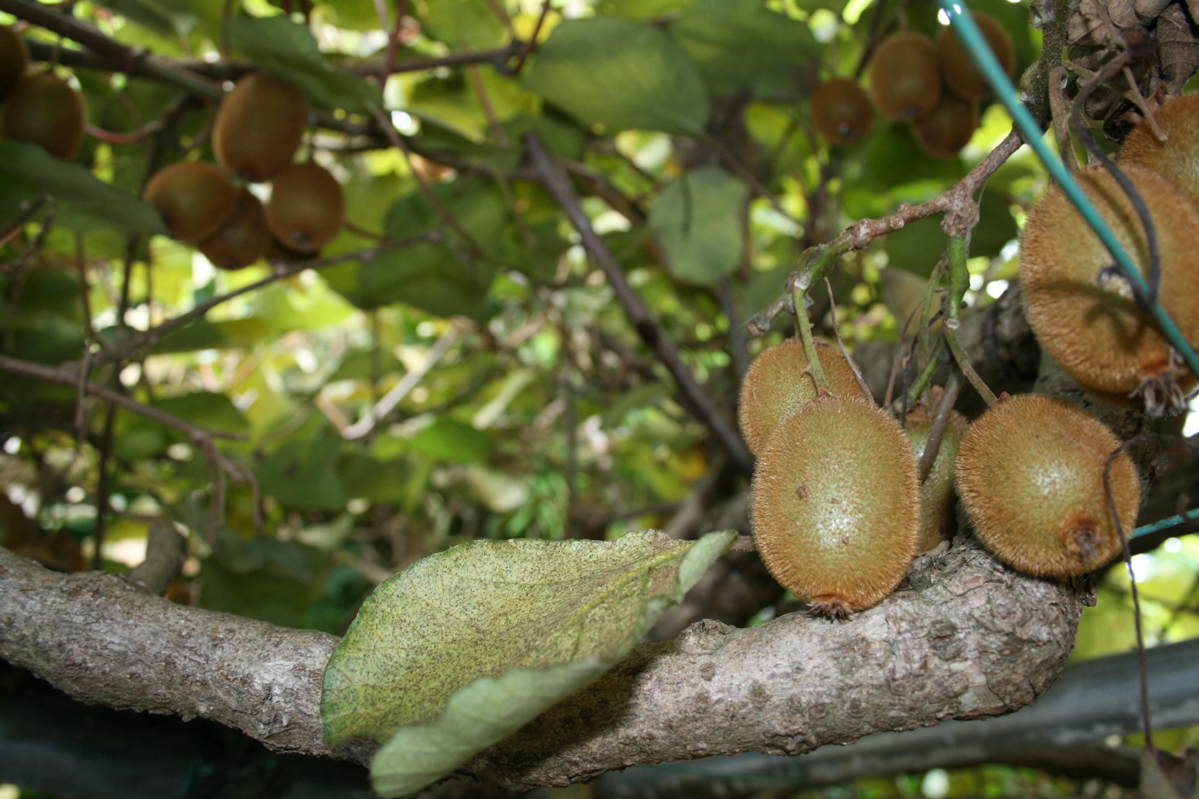 就労継続支援B型事業所のどかファーム