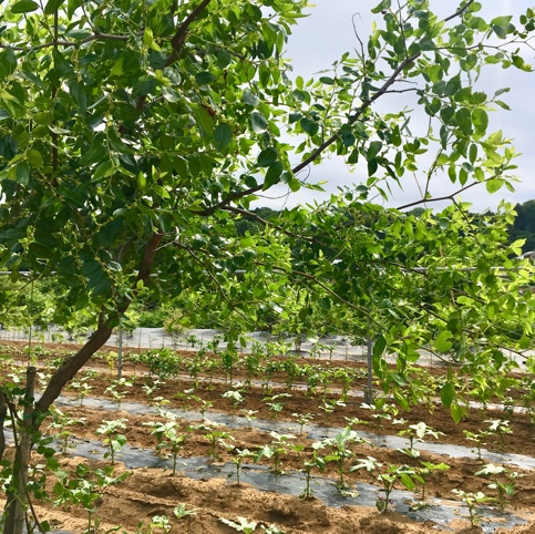 のどかの園芸療法